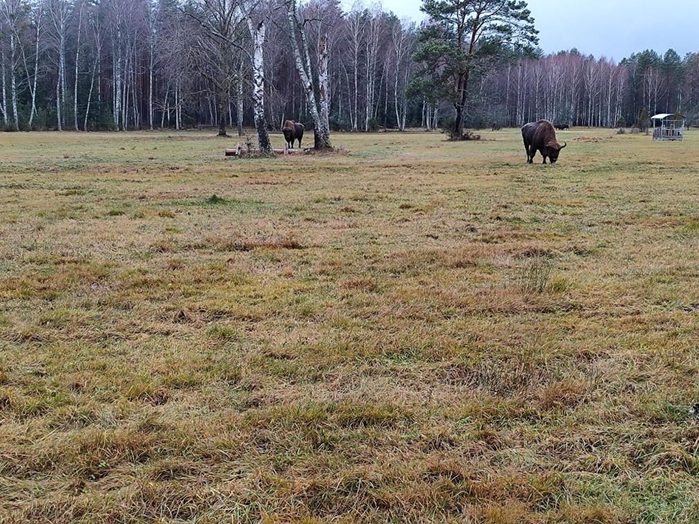 Nurmilaidun jossa kaksi biisonia ja ruokintapaikka